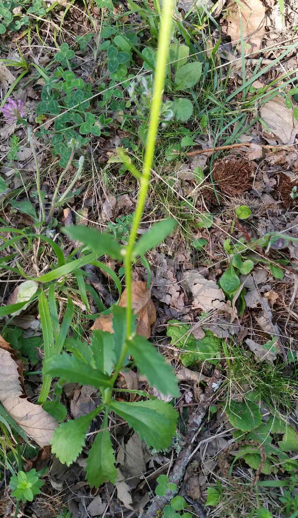 Leucanthenum vulgare?